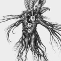 IV: Mandragora