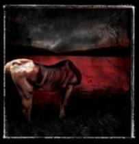 Harmonies From A Bleeding Mouth