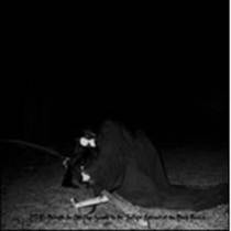 UTD : Beneath the Old-Edge Sounds to the Twilight Contract of the Black Fascist / The Wealth Of The Penetration in the Abstract Paradigmas Of Satan