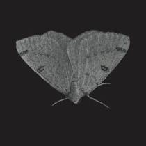 EP