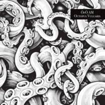 Octopus Vulgaris