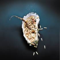 Oyster's Reluctance At Numbering Grew Early By Using Dendrochronology