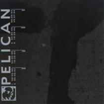 Pelican