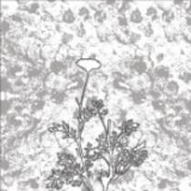 The Chrysanthemum Pledge